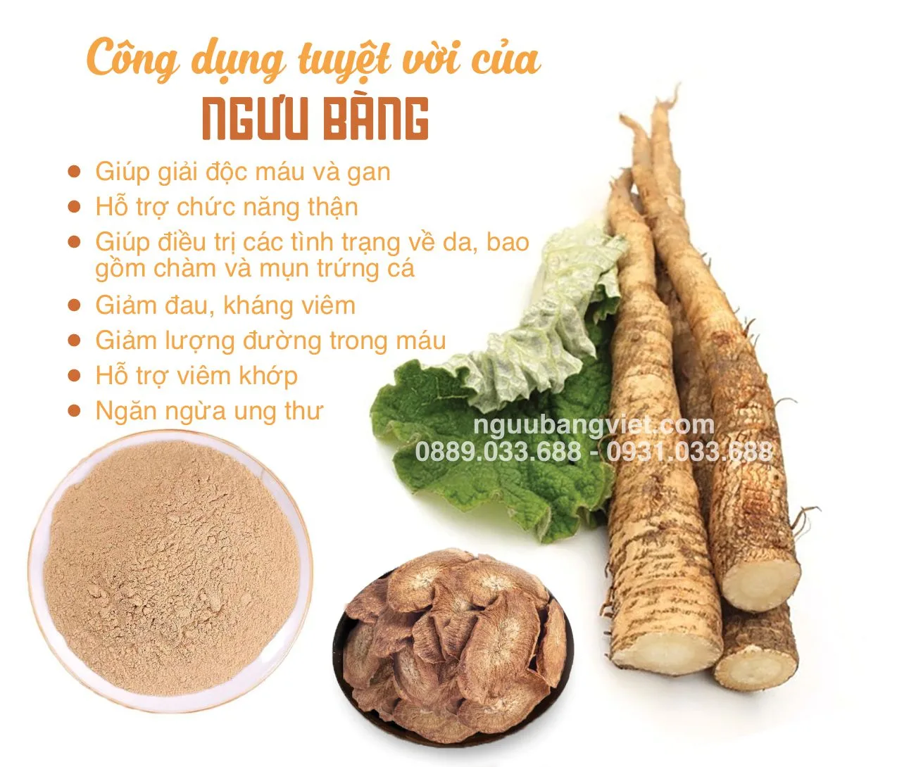 Công dụng củ ngưu bàng hỗ trợ tiêu hóa thanh lọc cơ thể đường huyết tim mạch miễn dịch