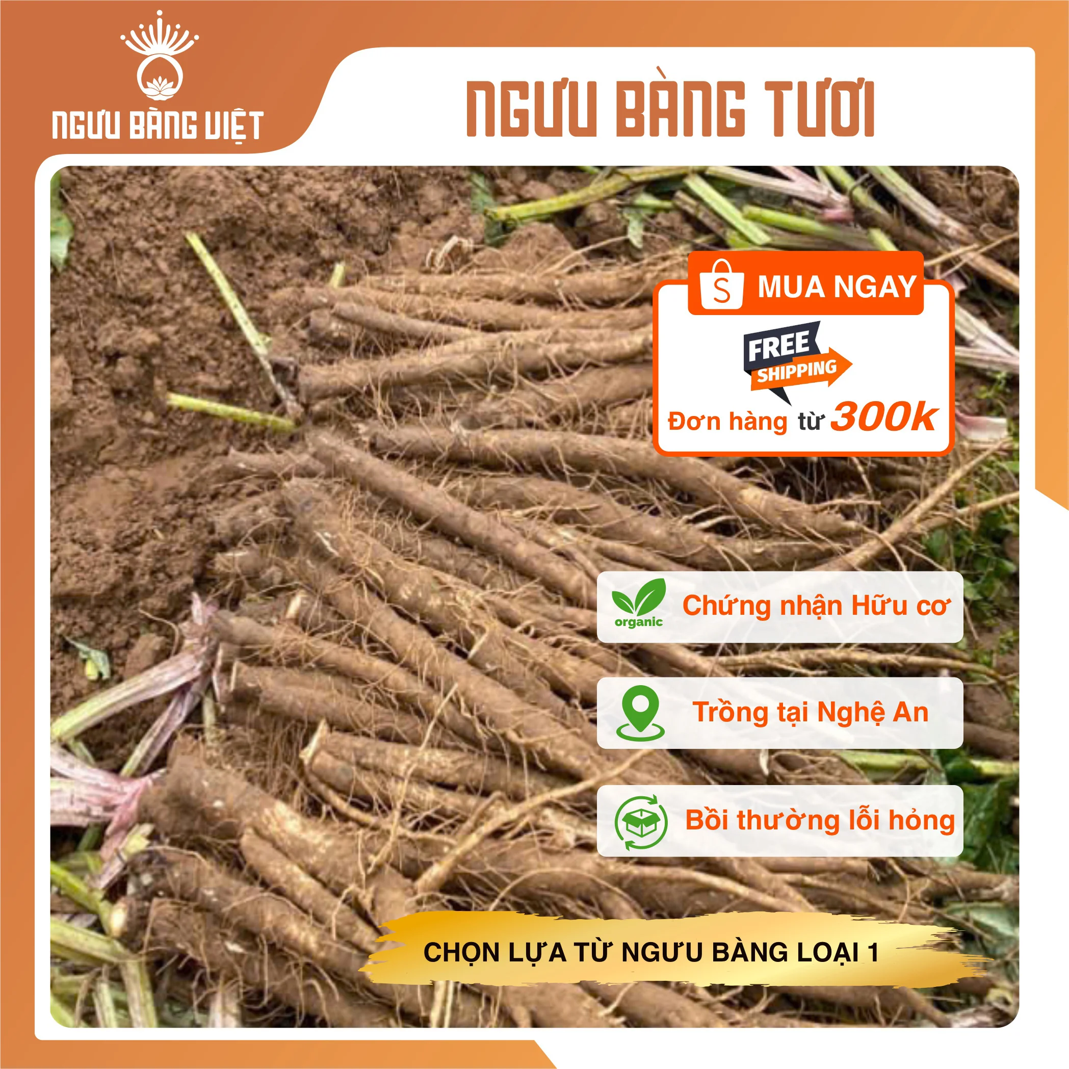 Củ ngưu bàng tươi hữu cơ Ngưu Bàng Việt vỏ nâu ruột trắng ngà vị ngọt thanh