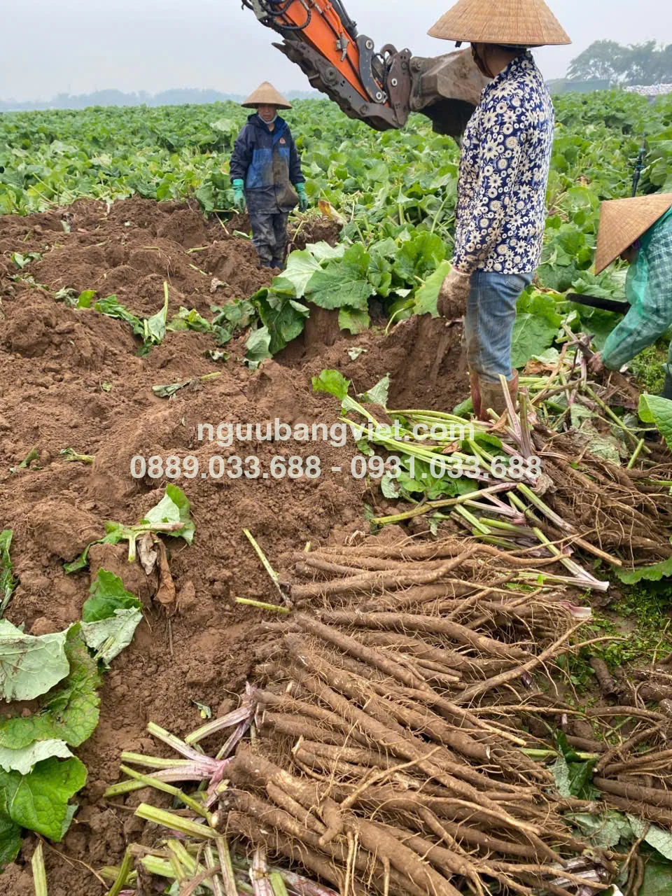 Vùng trồng ngưu bàng hữu cơ HTX Thành Vinh Thanh Hóa Nghệ An canh tác sạch