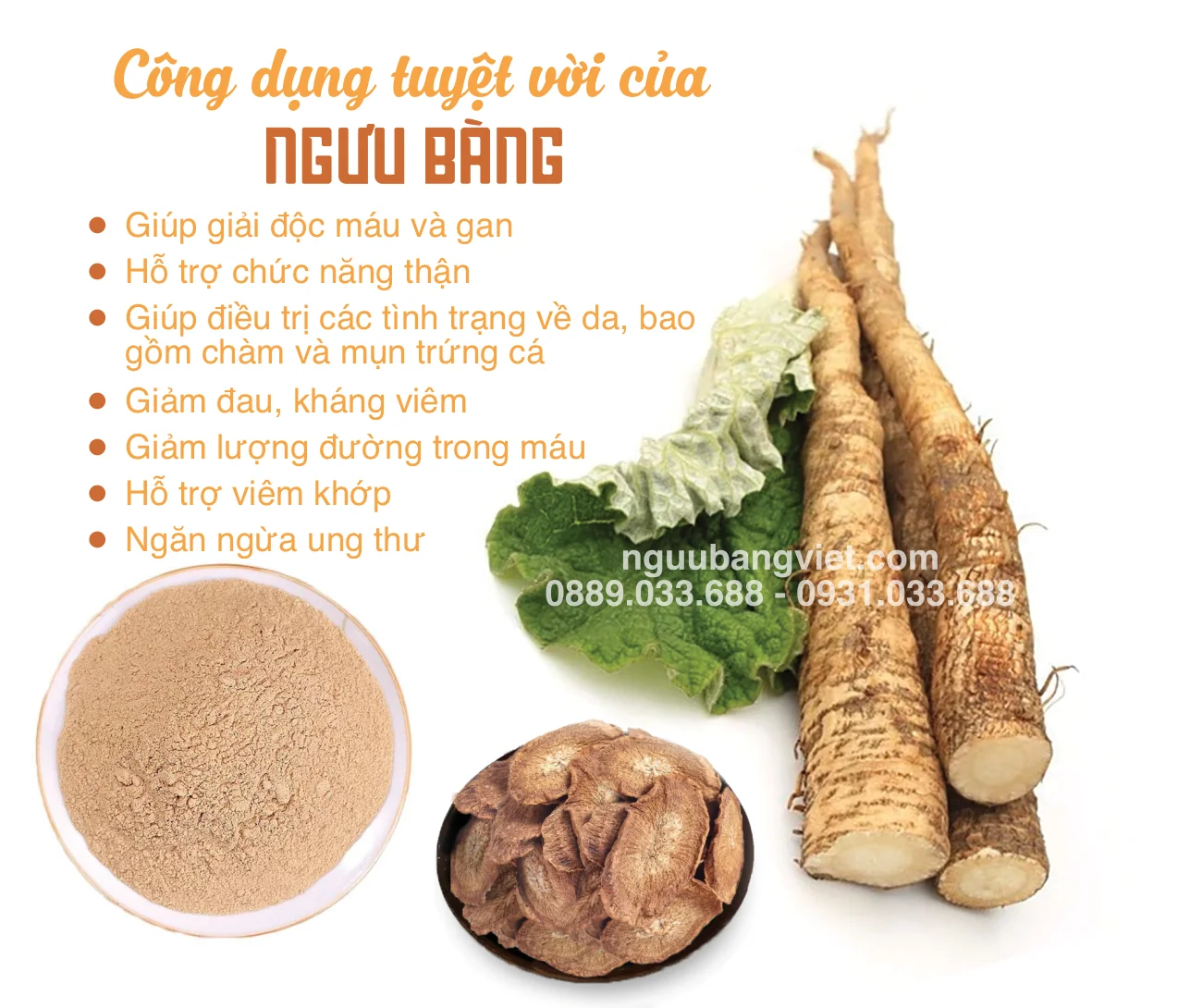 công dụng củ ngưu bàng hỗ trợ tiêu hóa thanh lọc cơ thể đường huyết tim mạch miễn dịch