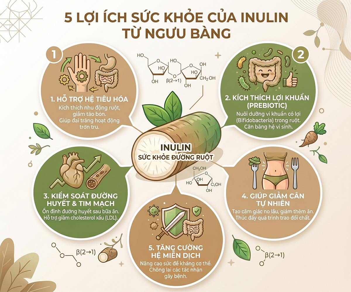 Infographic lợi ích sức khỏe của inulin trong củ ngưu bàng