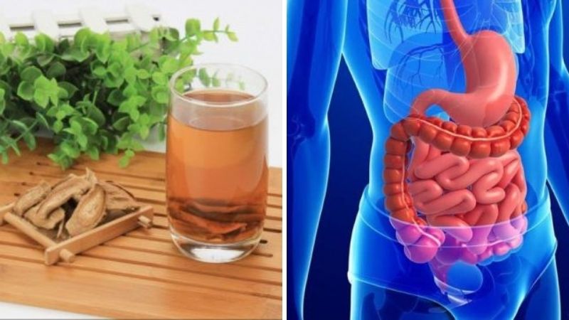 Hỗ trợ tiêu hóa Hỗ trợ tiêu hóa